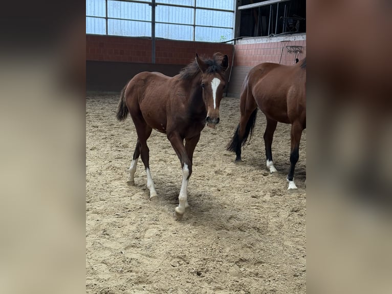 Hanoverian Mare Foal (04/2025) 16,1 hh Brown in Langwedel