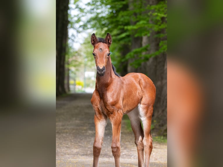 Hanoverian Mare  16,1 hh Brown in Wremen