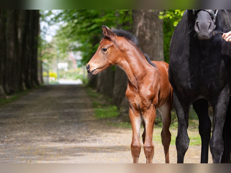 Hanoverian Mare  16,1 hh Brown in Wremen