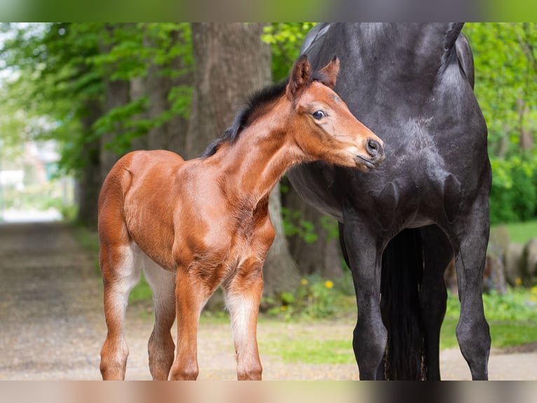 Hanoverian Mare  16,1 hh Brown in Wremen