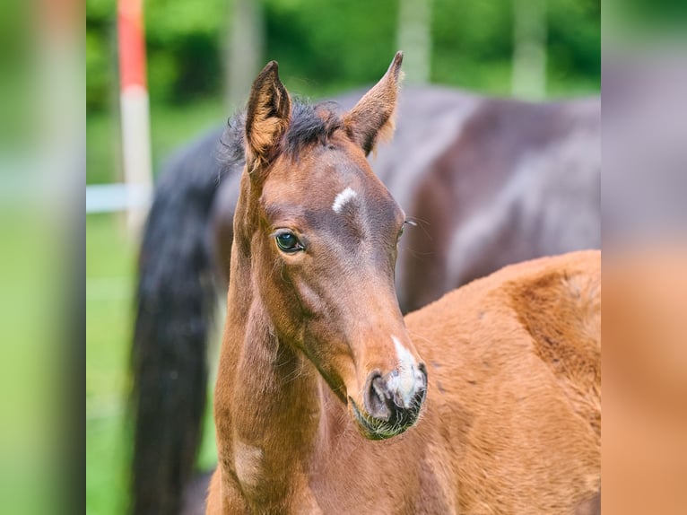 Hanoverian Mare Foal (03/2025) 16,1 hh Brown in Visselh&#xF6;vede