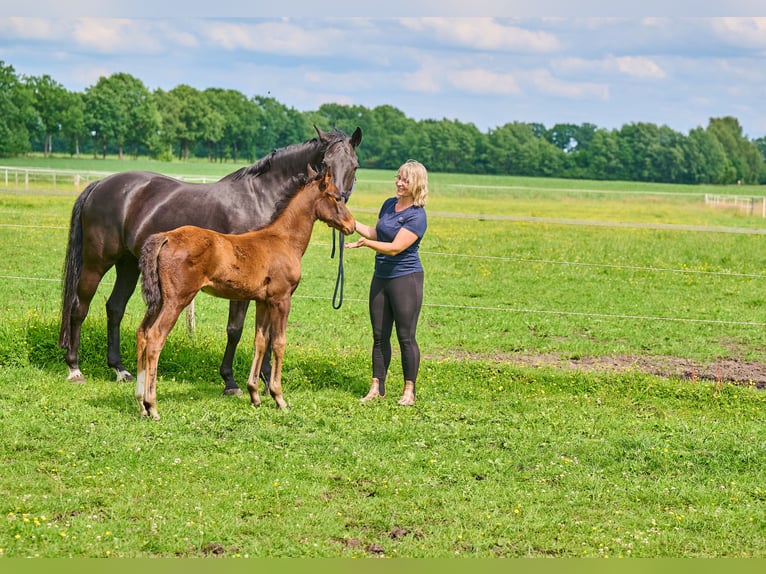 Hanoverian Mare Foal (03/2025) 16,1 hh Brown in Visselh&#xF6;vede