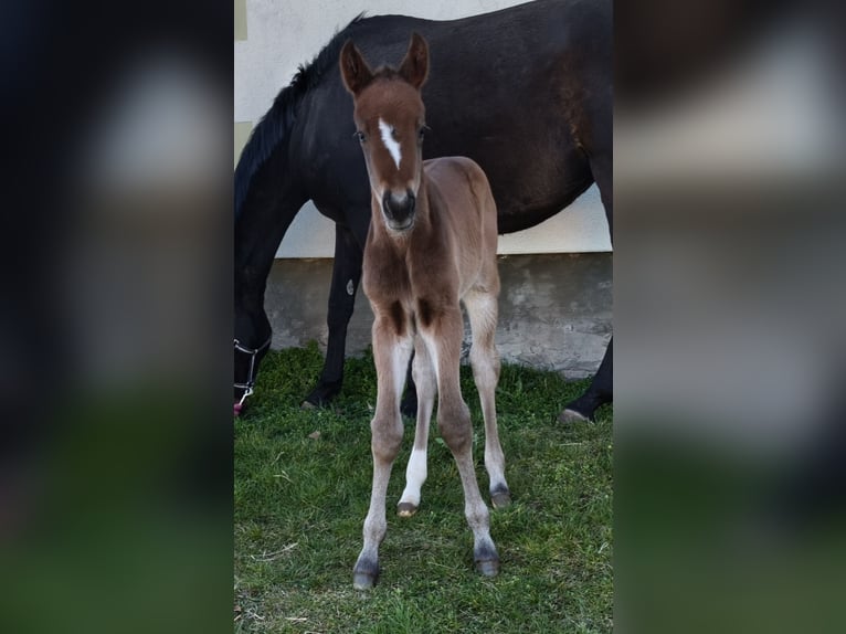 Hanoverian Mare Foal (04/2026) 16,1 hh Brown in Rödgen