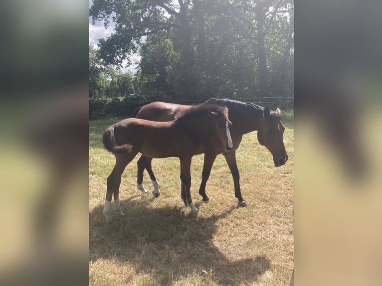 Hanoverian Mare Foal (05/2025) 16,1 hh Brown in Gro&#xDF;efehn Bagband