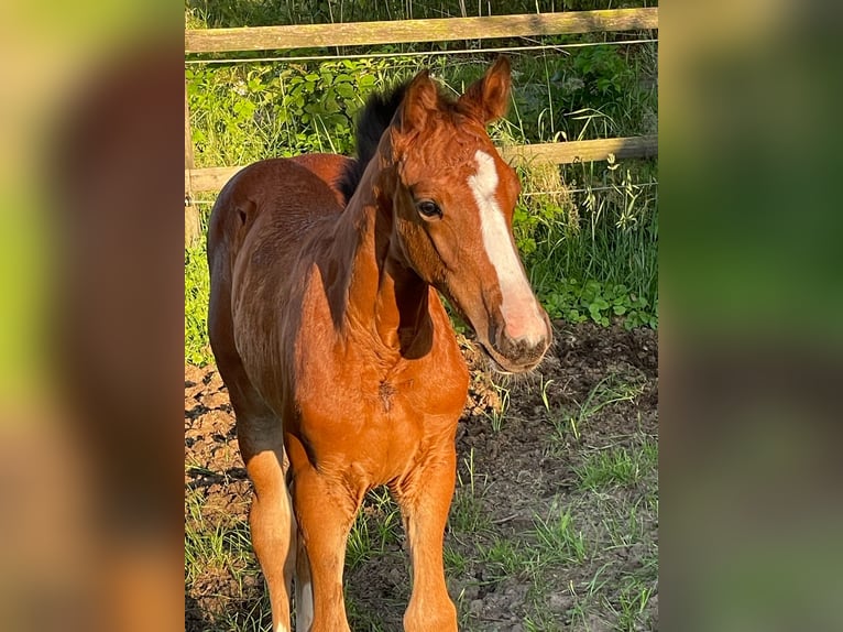 Hanoverian Mare Foal (05/2025) 16,1 hh Brown in Gro&#xDF;efehn Bagband