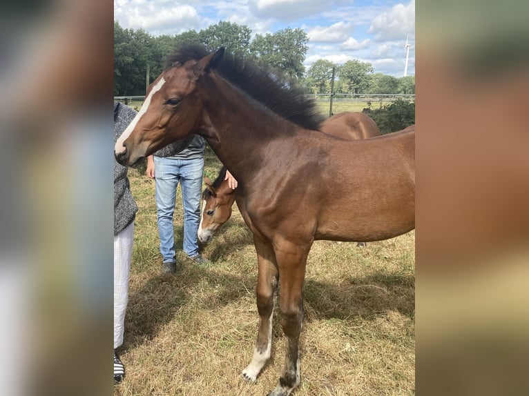 Hanoverian Mare Foal (05/2025) 16,1 hh Brown in Gro&#xDF;efehn Bagband