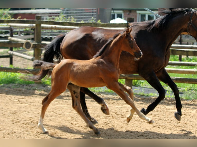 Hanoverian Mare Foal (05/2025) 16,1 hh Brown in Kutenholz