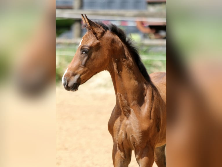 Hanoverian Mare Foal (05/2025) 16,1 hh Brown in Kutenholz