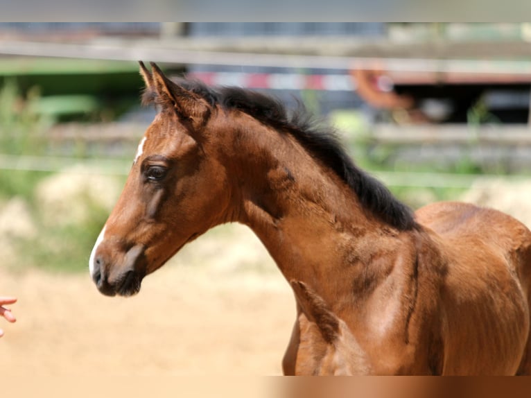 Hanoverian Mare Foal (05/2025) 16,1 hh Brown in Kutenholz