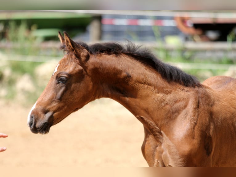 Hanoverian Mare Foal (05/2025) 16,1 hh Brown in Kutenholz