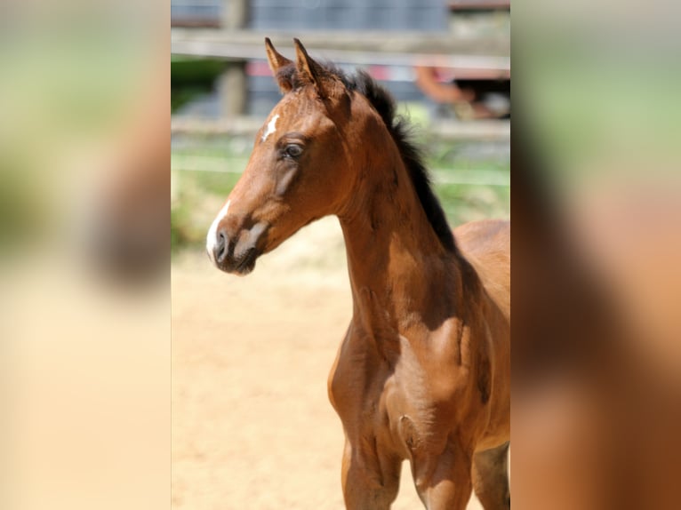 Hanoverian Mare Foal (05/2025) 16,1 hh Brown in Kutenholz