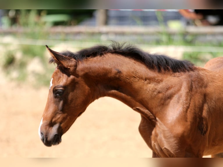 Hanoverian Mare Foal (05/2025) 16,1 hh Brown in Kutenholz