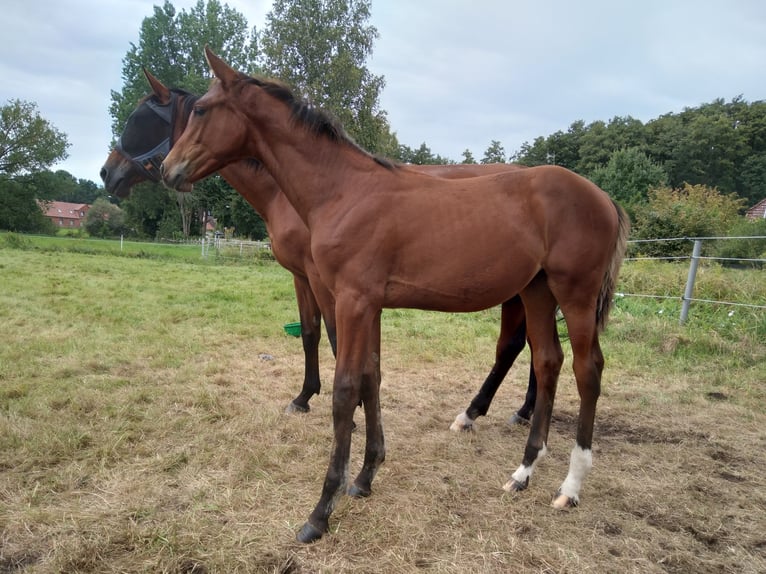 Hanoverian Mare Foal (04/2025) 16,1 hh Brown in Bienenb&#xFC;ttel