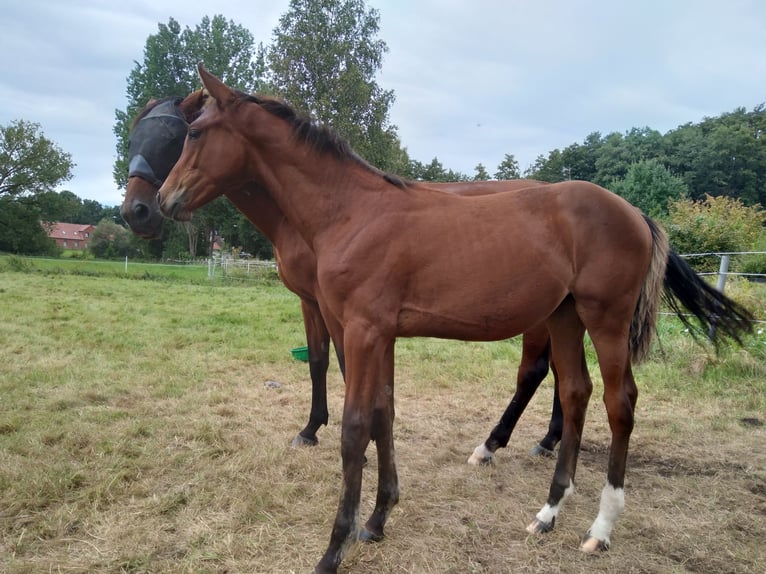 Hanoverian Mare Foal (04/2025) 16,1 hh Brown in Bienenb&#xFC;ttel