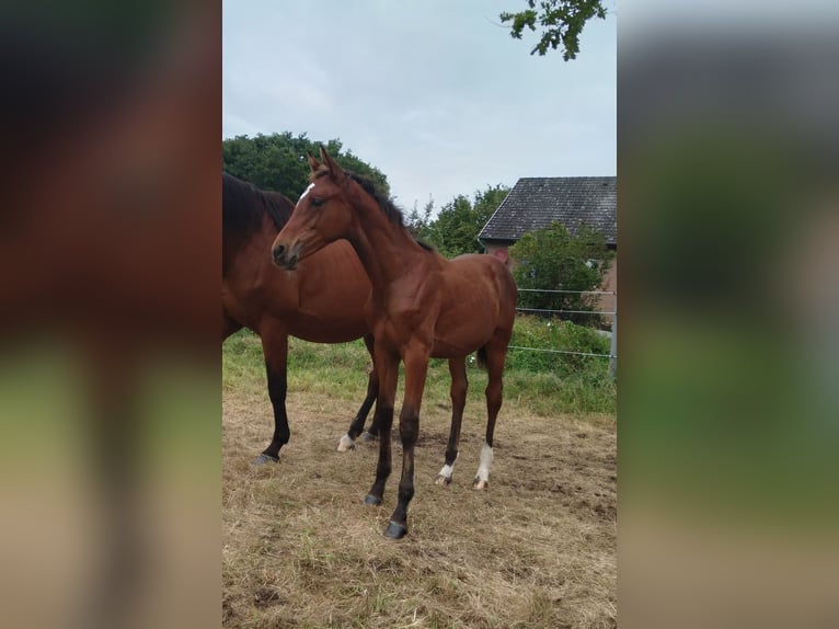 Hanoverian Mare Foal (04/2025) 16,1 hh Brown in Bienenb&#xFC;ttel