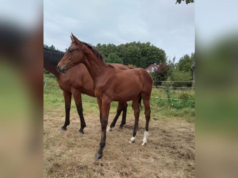 Hanoverian Mare Foal (04/2025) 16,1 hh Brown in Bienenb&#xFC;ttel