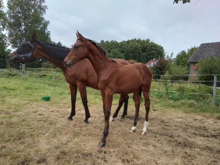 Hanoverian Mare Foal (04/2025) 16,1 hh Brown in Bienenb&#xFC;ttel