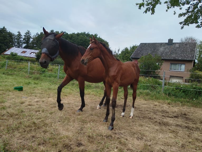 Hanoverian Mare Foal (04/2025) 16,1 hh Brown in Bienenb&#xFC;ttel