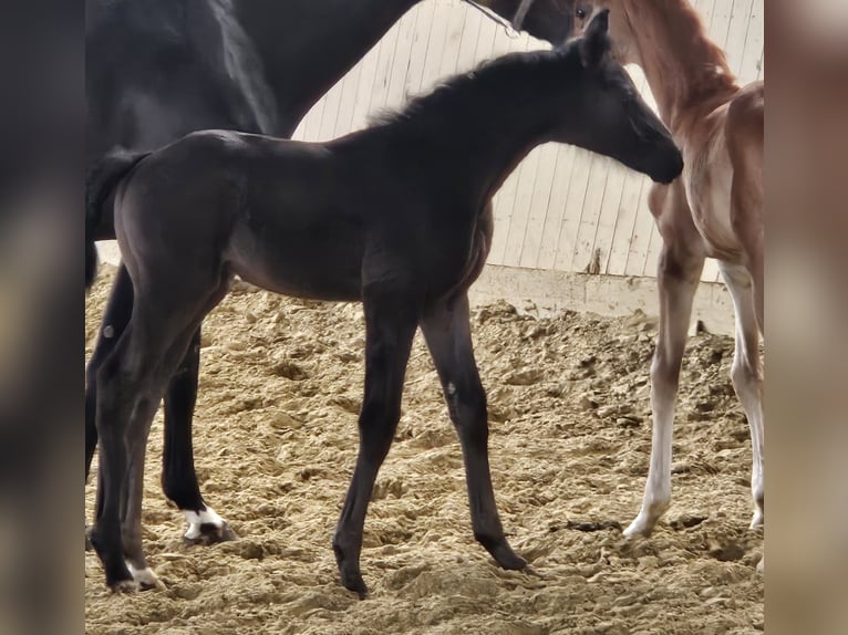 Hanoverian Mare  16,1 hh Can be white in Borgentreich