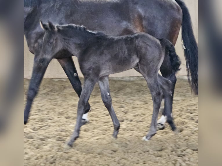Hanoverian Mare  16,1 hh Can be white in Borgentreich
