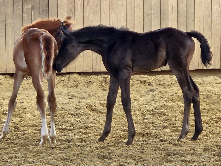 Hanoverian Mare  16,1 hh Can be white in Borgentreich