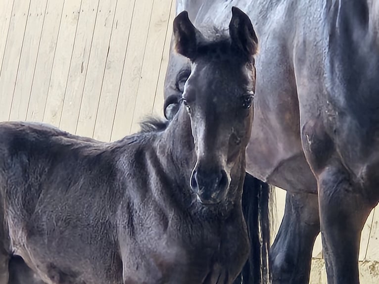 Hanoverian Mare  16,1 hh Can be white in Borgentreich
