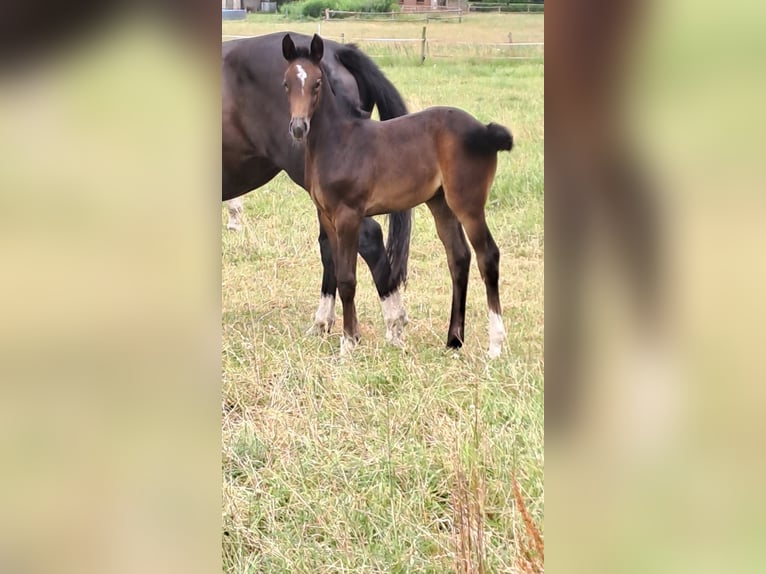Hanoverian Mare Foal (06/2025) 16,1 hh Can be white in Achim