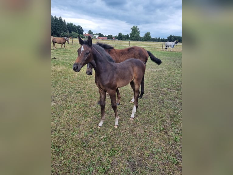 Hanoverian Mare Foal (06/2025) 16,1 hh Can be white in Achim