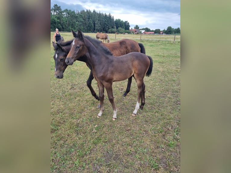 Hanoverian Mare Foal (06/2025) 16,1 hh Can be white in Achim