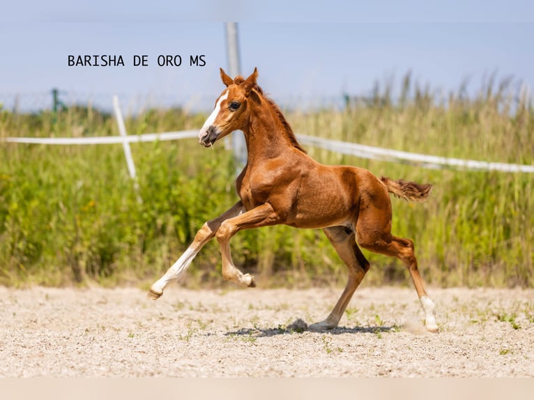 Hanoverian Mare Foal (05/2025) 16,1 hh Chestnut in Bukowice