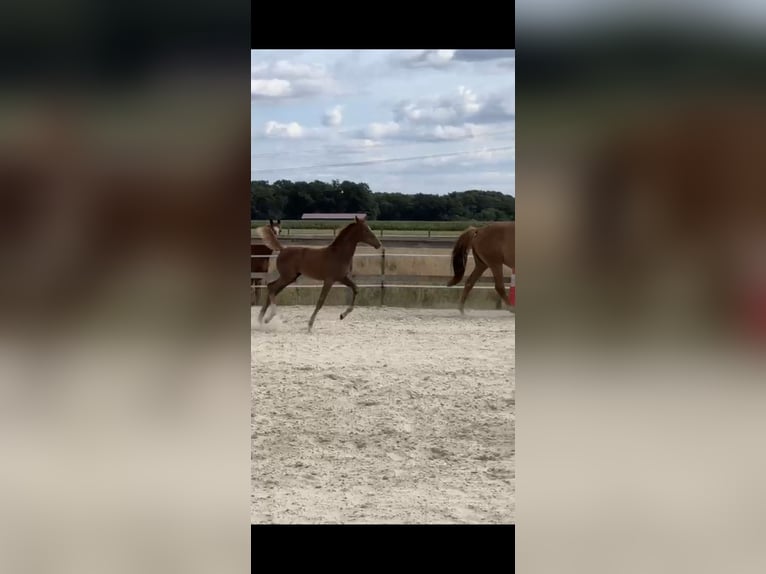 Hanoverian Mare Foal (05/2025) 16,1 hh Chestnut-Red in Bassum