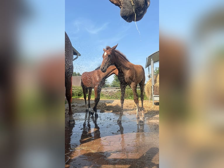 Hanoverian Mare Foal (05/2025) 16,1 hh Chestnut-Red in Bassum