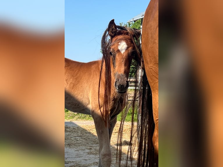 Hanoverian Mare Foal (05/2025) 16,1 hh Chestnut-Red in Bassum