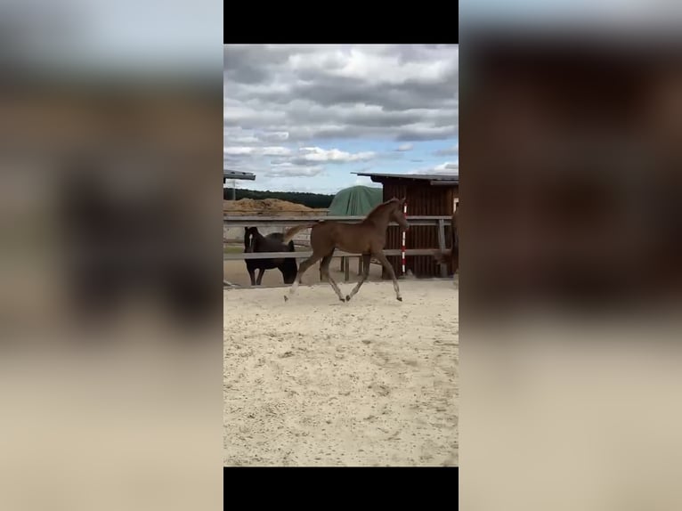 Hanoverian Mare Foal (05/2025) 16,1 hh Chestnut-Red in Bassum