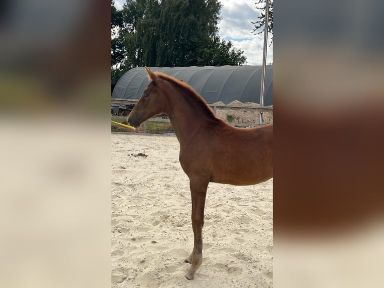 Hanoverian Mare Foal (05/2025) 16,1 hh Chestnut-Red in Bassum
