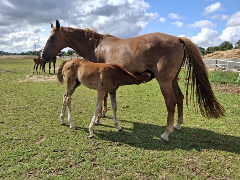 Hanoverian Mare Foal (05/2025) 16,1 hh Chestnut-Red in Bassum