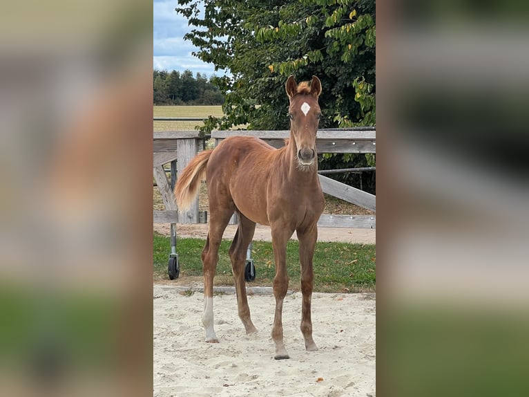 Hanoverian Mare Foal (05/2025) 16,1 hh Chestnut-Red in Bassum