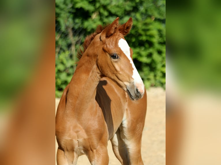 Hanoverian Mare  16,1 hh Chestnut-Red in Kutenholz