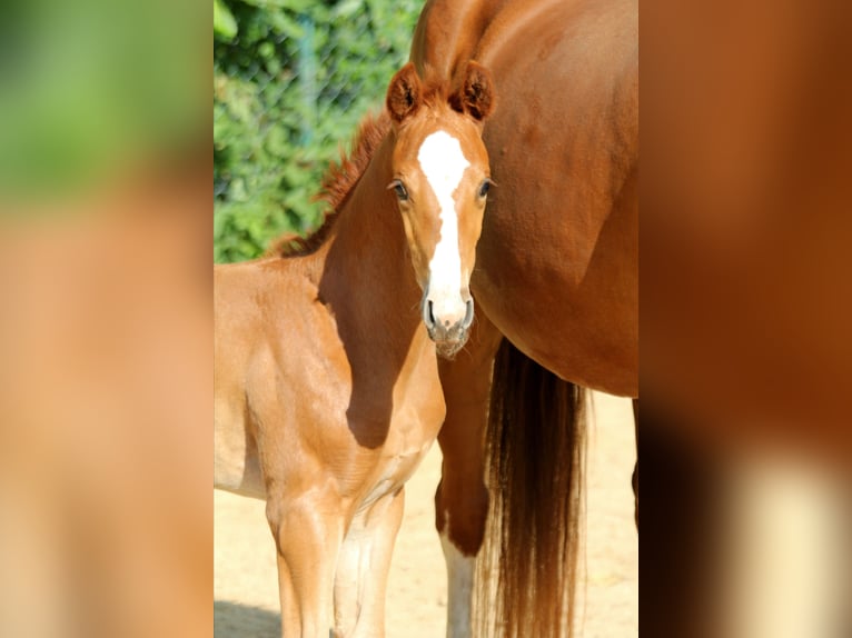 Hanoverian Mare  16,1 hh Chestnut-Red in Kutenholz