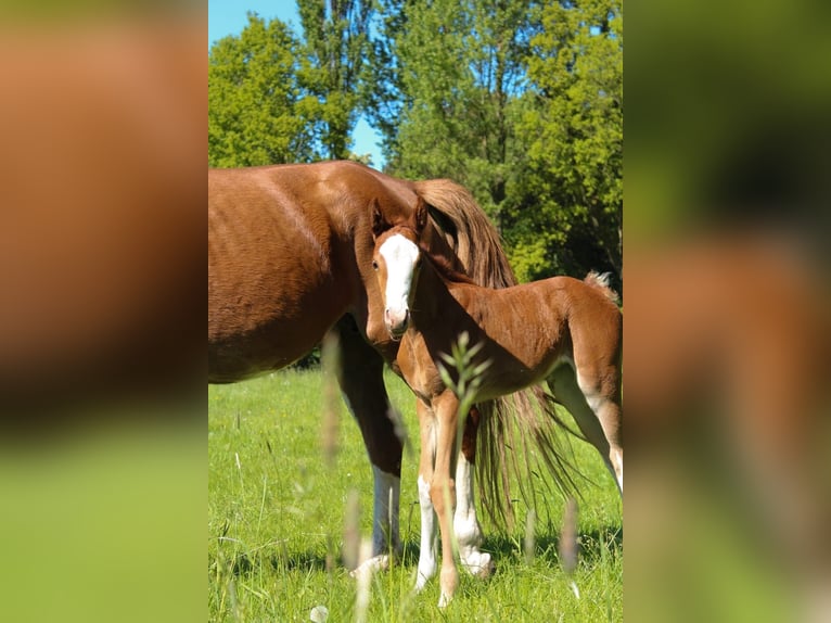 Hanoverian Mare  16,1 hh Chestnut-Red in Hamersen