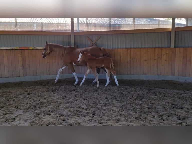 Hanoverian Mare  16,1 hh Chestnut-Red in Hamersen
