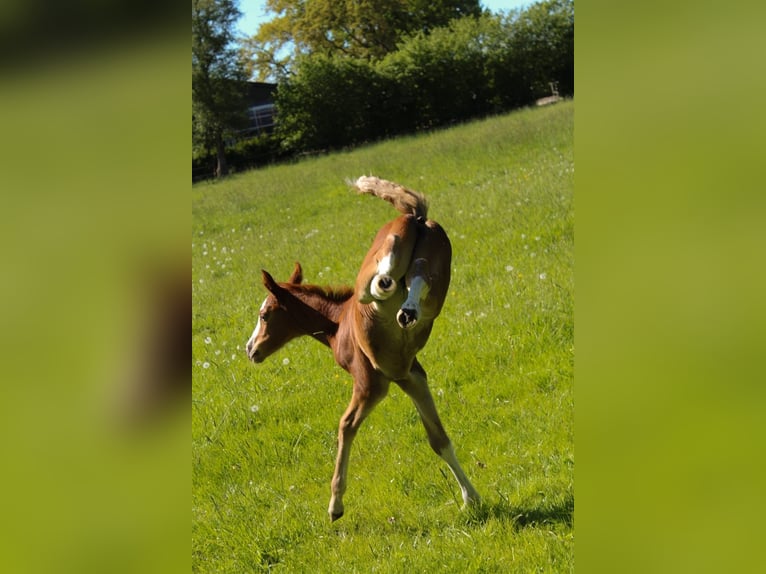 Hanoverian Mare  16,1 hh Chestnut-Red in Hamersen