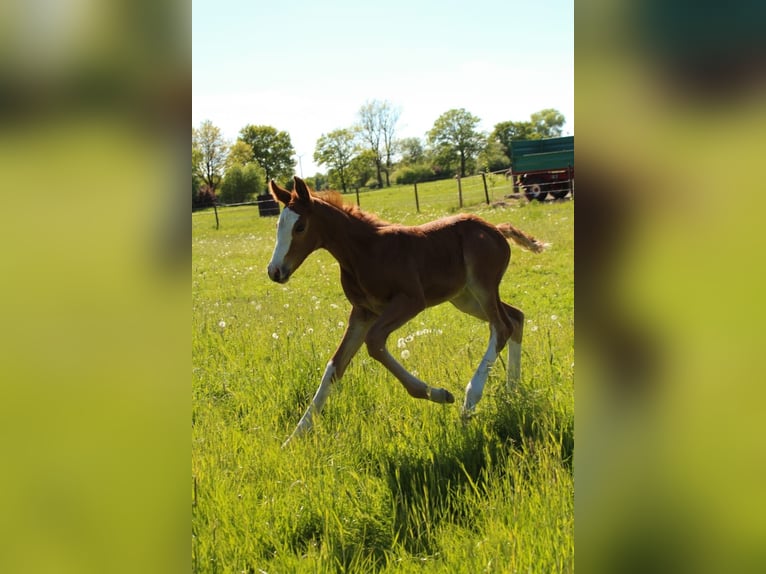 Hanoverian Mare  16,1 hh Chestnut-Red in Hamersen