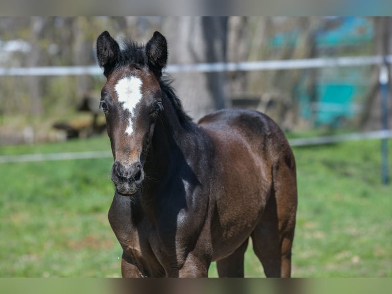 Hanoverian Mare Foal (03/2026) 16,2 hh Bay-Dark in Drei Gleichen
