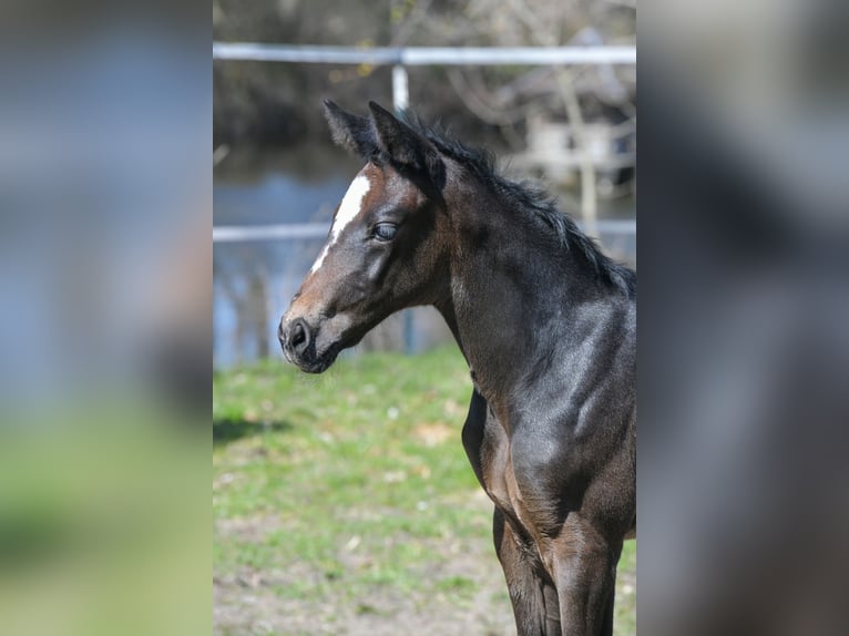 Hanoverian Mare Foal (03/2026) 16,2 hh Bay-Dark in Drei Gleichen