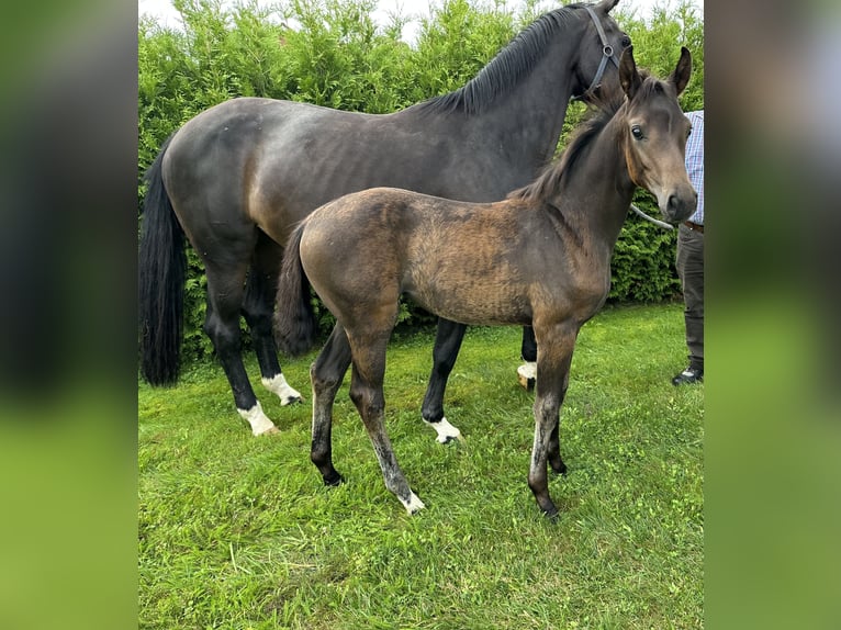 Hanoverian Mare Foal (05/2025) 16,2 hh Bay-Dark in Niendorf