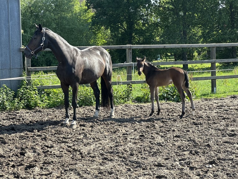 Hanoverian Mare Foal (05/2025) 16,2 hh Bay-Dark in Niendorf