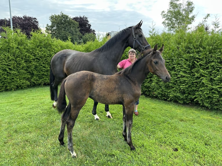 Hanoverian Mare Foal (05/2025) 16,2 hh Bay-Dark in Niendorf