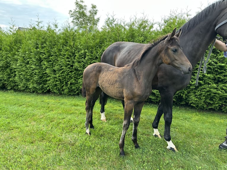 Hanoverian Mare Foal (05/2025) 16,2 hh Bay-Dark in Niendorf