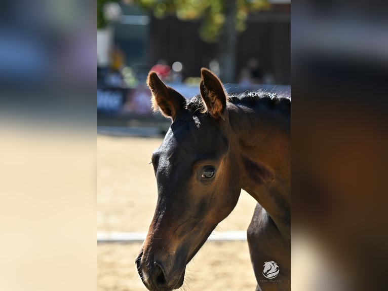 Hanoverian Mare Foal (05/2025) 16,2 hh Bay-Dark in Reichenfels